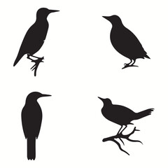 Obraz premium Woodpecker silhouettes and icons. Black flat color simple elegant Woodpecker animal vector and illustration.