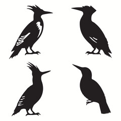 Woodpecker silhouettes and icons. Black flat color simple elegant Woodpecker animal vector and illustration.