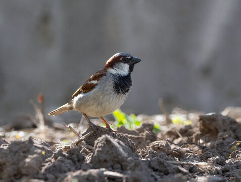 A male house sparrows forages for food in the early morning sunlight