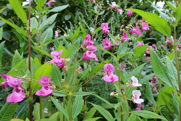 Impatiens glandulifera grows in the wild