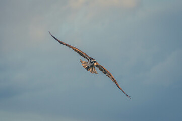 Fischadler zum Sonnenaufgang British Columbia