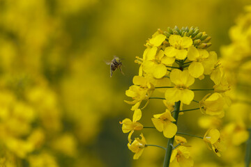Rapsbl&uuml;te Biene im Anflug