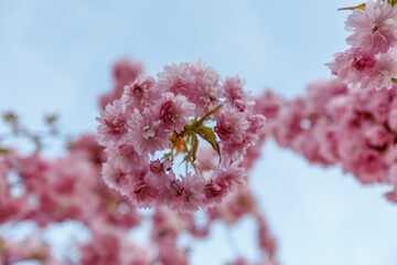 Japanischer Zierbaum