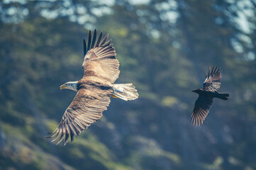 Weißkopfseeadler auf Vancouver Island