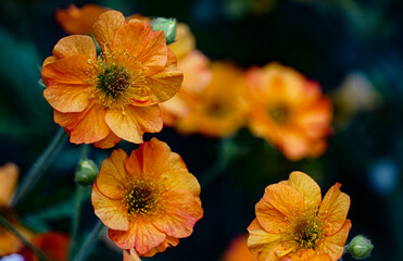 Yellow Flora