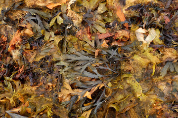 Obraz premium Northern seascape. Tersky coast of the White Sea. Murmansk region, Russia. The White Sea coast in Karelia in summer. Low tide. Seaweed.