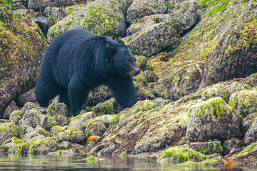 Schwarzbär in British Columbia