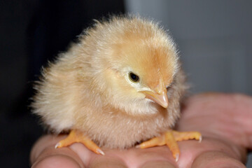 hand holding a chick