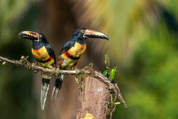 The collared aracari or collared aracari is a songbird in the toucan family Ramphastidae. It is found from Mexico to Colombia and Venezuela.