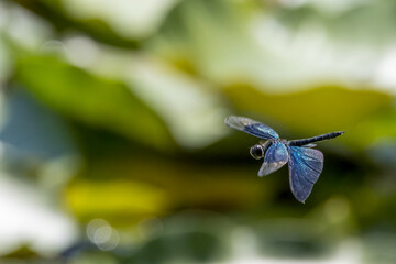 池の上を飛翔するチョウトンボ