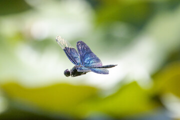 池の上を飛翔するチョウトンボ