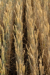Golden wheat planted in rows. The view from above 