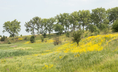A hilly landscape with a lot of soft sedge and yellow wildflowers. There is a young tree among the...