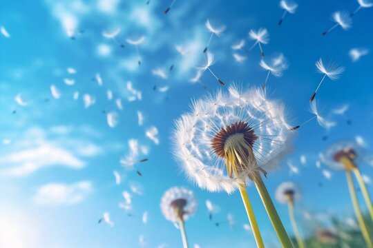 Generative AI : Airy dandelions glow in the sun on background blue sky closeup macro Dandelion seeds fly in the wind Nature floral template spring summer wallpaper soft focus
