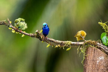 Shining honeycreeper. Glowing honey vine is a small bird of the tanager family. It is found in the tropical New World in Central America, from southern Mexico to Panama and northwestern Colombia.