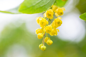 Berberis vulgaris, simply barberry Yellow flowers. Buds cluster on blooming Common or European Barberry in spring