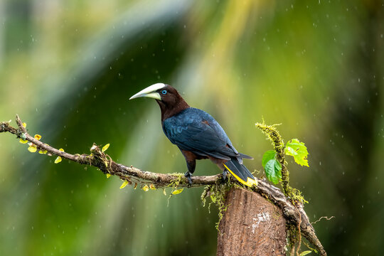 The chestnut-headed oropendola is a New World tropical ichterid bird. The species' scientific name commemorates Johann Georg Wagler, who founded the oropendola genus, Psarocolius.