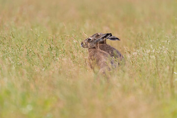 Two brown heres in the grass