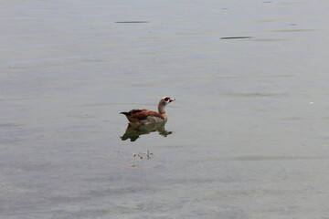 egyptian goose in the water