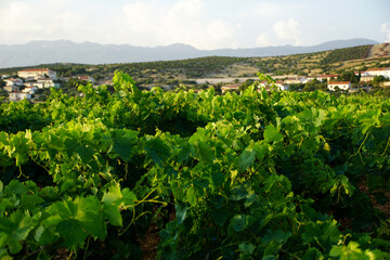 Fototapeta na wymiar A young vineyard with green leaves on the vines in Kolan on the island of Pag in Croatia