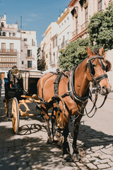 Naklejka na ściany i meble Horse-drawn carriage in the city on a sunny day