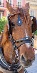 Close-up of a horse in the city
