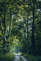 Obraz premium path in the forest