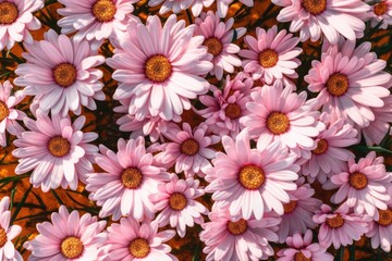 Aerial view of daisies in white and pink style on green grass.