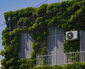 ivy covered house