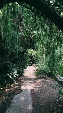 path in the forest,forest, path, road, nature, trees, tree, green, landscape, park, woods, summer, footpath, leaves, trail, rural, spring, autumn, wood, country, pathway, dirt, grass, way, leaf, nobod
