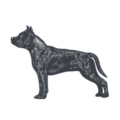 Pit bull silhouette, engraved style vector illustration