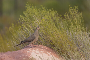 A mourning dove perches on a sandstone boulder with green snakeweed behind the boulder.
