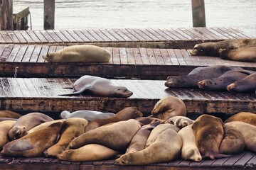 Fototapeta premium sea lions at the pier