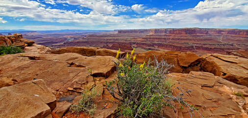 Yellow wildflower with the rocky canyon at the Canyonlands National Park.