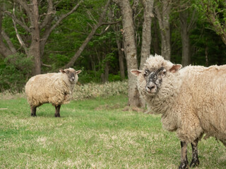 牧場に放牧されている羊