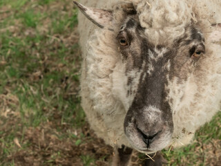 牧場に放牧されている羊