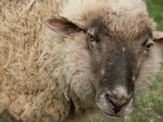 牧場に放牧されている羊