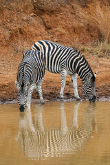 Fototapeta na wymiar Plains Zebra drinking water at a waterhole, Pilanesberg National Park