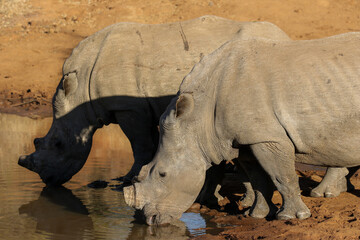 Obraz premium White Rhinoceros at the waterhole, Pilanesberg National Park