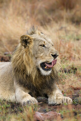 Male lion, Pilanesberg National Park