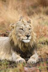Male lion, Pilanesberg National Park