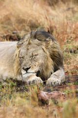 Male lion, Pilanesberg National Park