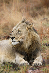 Male lion, Pilanesberg National Park
