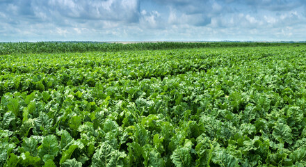 Fototapeta na wymiar sugar beet field, green shiny leaves and blue sky