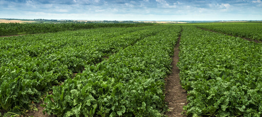 panoramic view of the beet field, fresh green leaves planted in rows