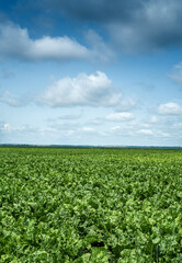 Fototapeta na wymiar beet field, fresh green leaves and beautiful sky
