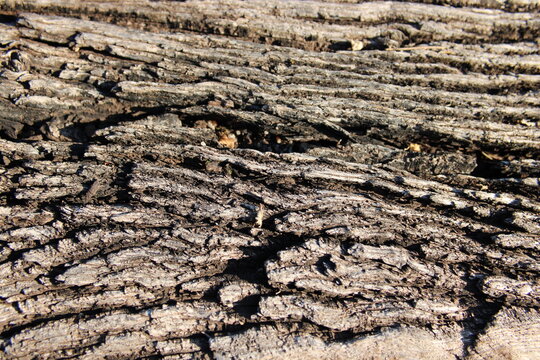 madera vieja, arrugas, añejo, envejecido, experiencia, curtido, grietas, fisuras, sequía, falta de agua, no llueve