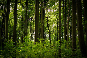 Fototapeta na wymiar Forest, green trees 