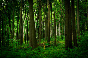 Beautiful Forest, green trees