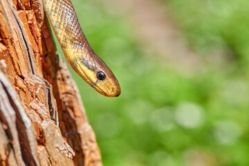 Aesculapian snake ( Zamenis longissimus), previously Elaphe longissima in natural habitat